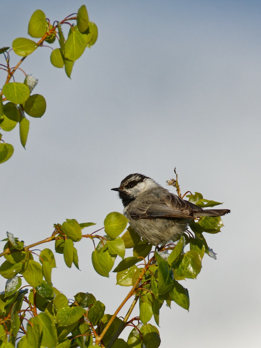 Mountain Chickadee - ML619578016