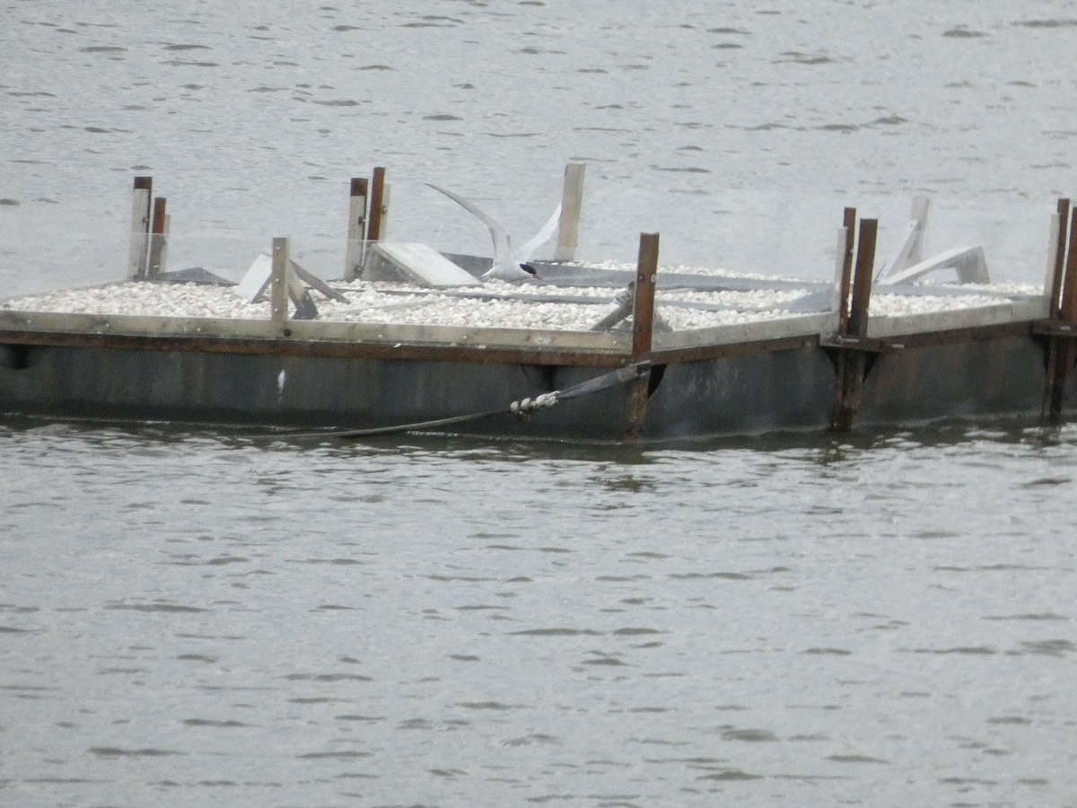 Common Tern - Isaac W