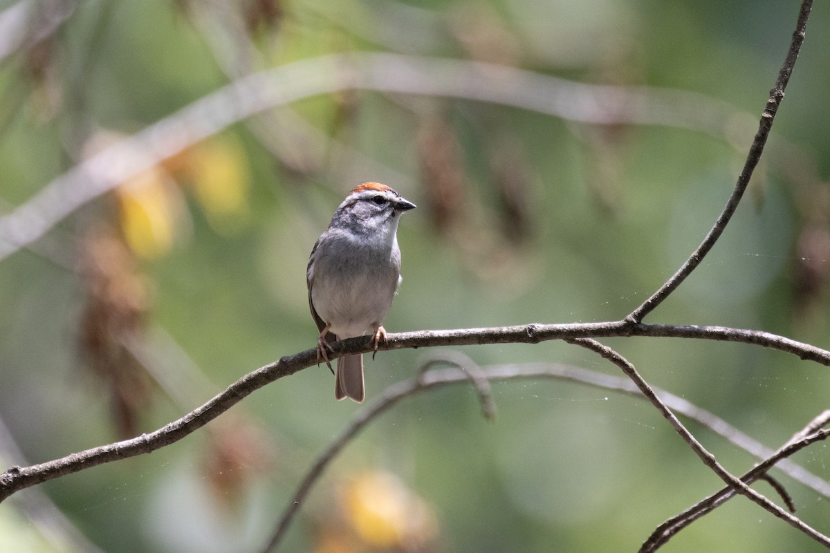 Chipping Sparrow - Andy Wilson