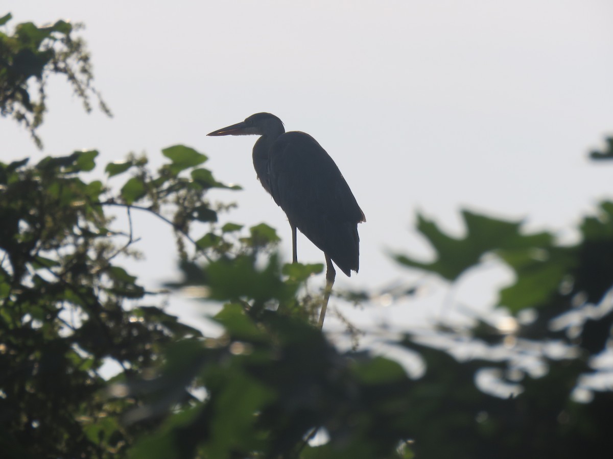 Great Blue Heron - Nancy T