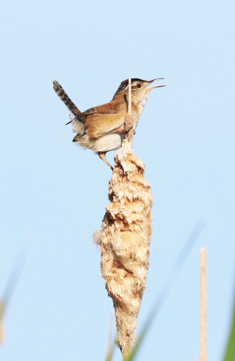 Marsh Wren - Lynda Noel