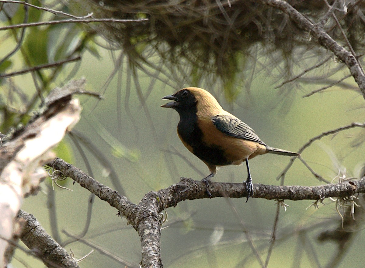 Burnished-buff Tanager - Patrícia Hanate