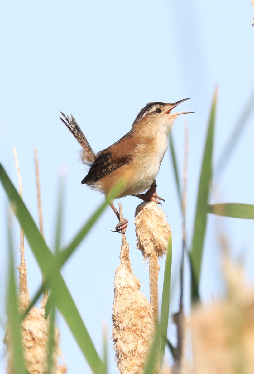 Marsh Wren - Lynda Noel