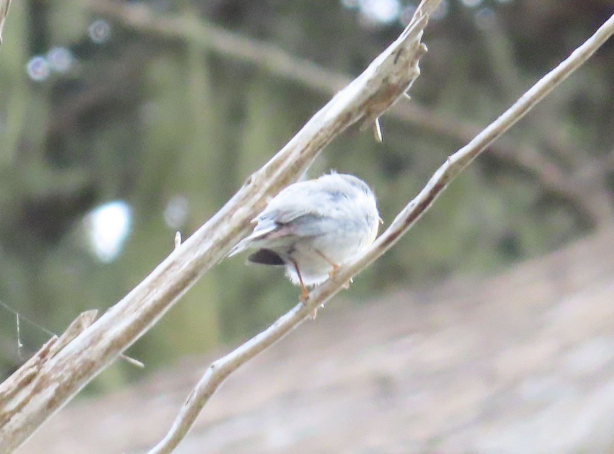 Northern Parula - Anonymous