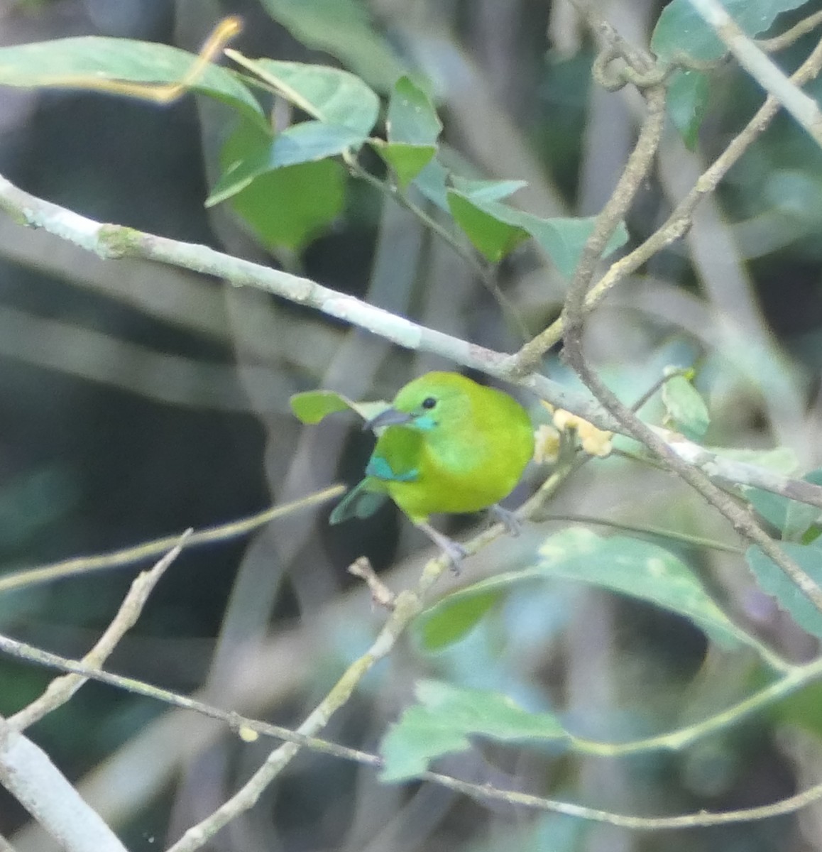 Blue-winged Leafbird - Nancy Houlihan
