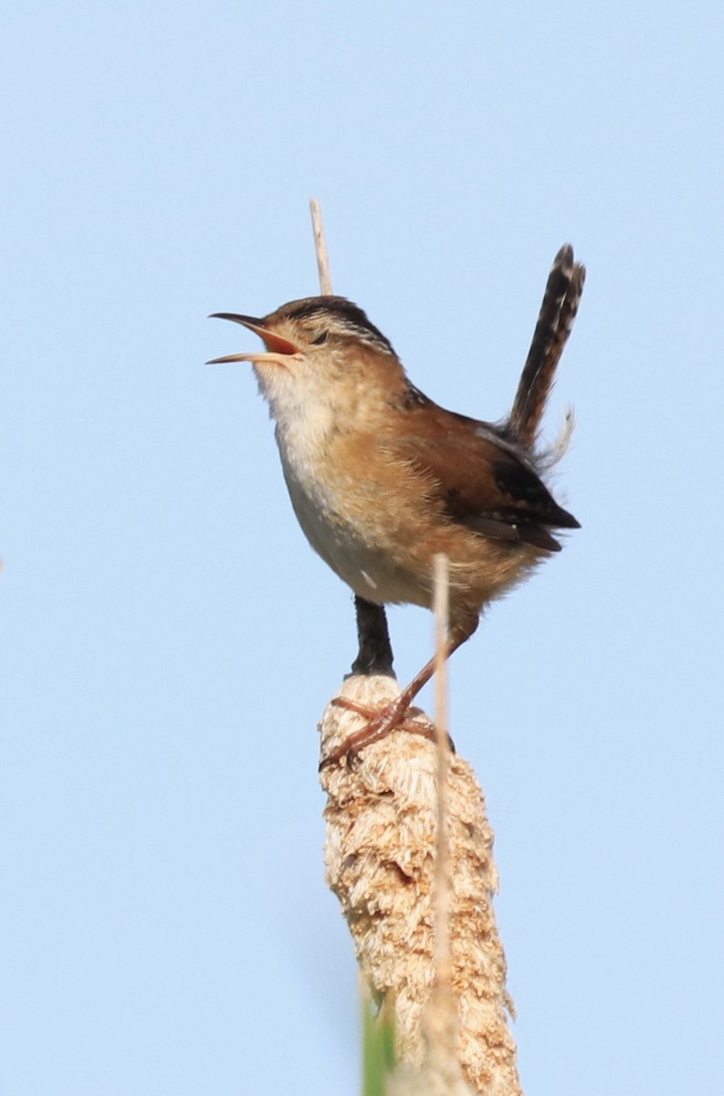 Marsh Wren - Lynda Noel