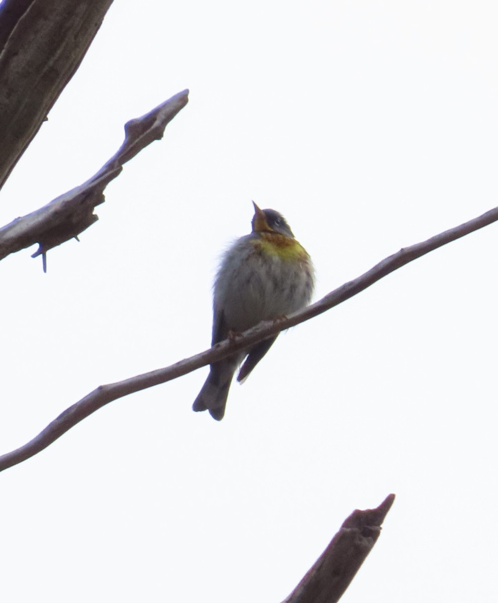 Northern Parula - The Spotting Twohees