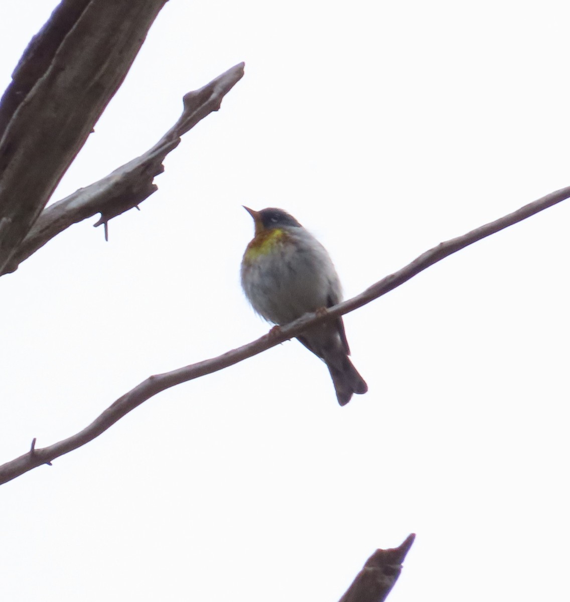 Northern Parula - Anonymous