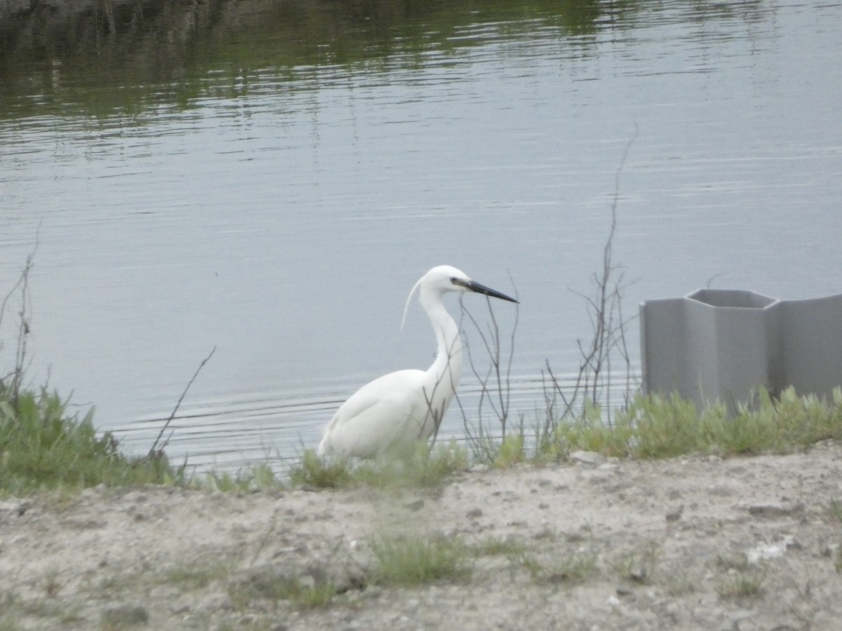 Little Egret - Isaac W