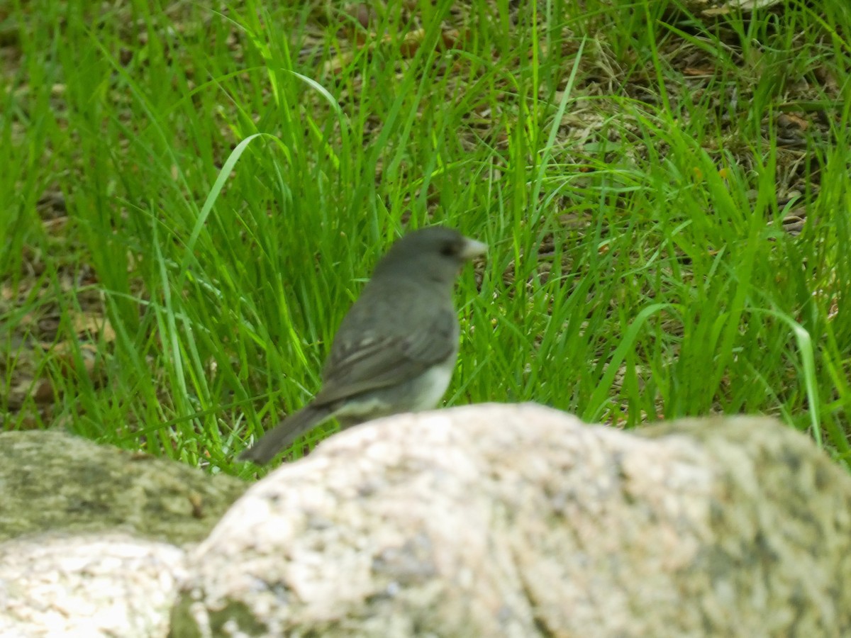 Dark-eyed Junco - ML619578046