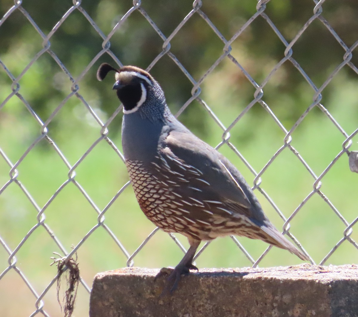 California Quail - Anonymous