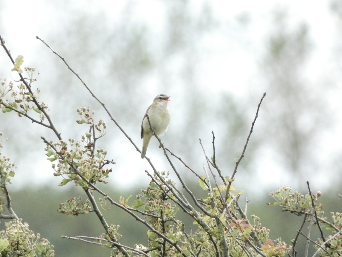 Sedge Warbler - Isaac W