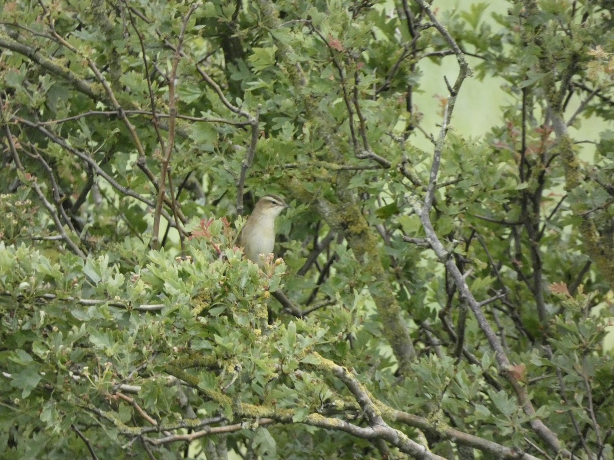 Sedge Warbler - Isaac W