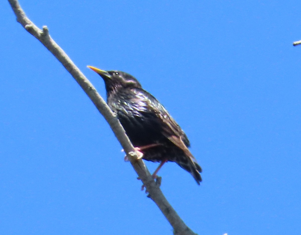 European Starling - The Spotting Twohees