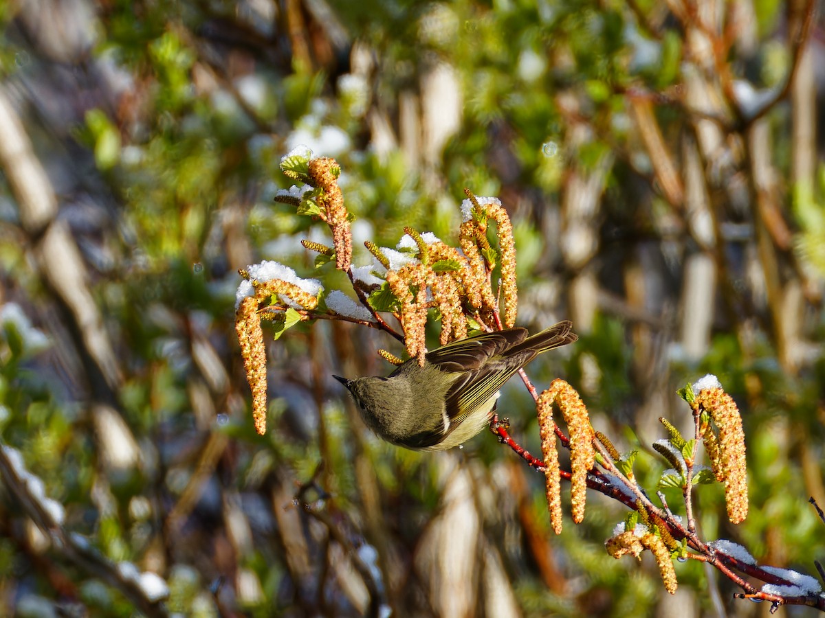 Ruby-crowned Kinglet - Ruogu Li