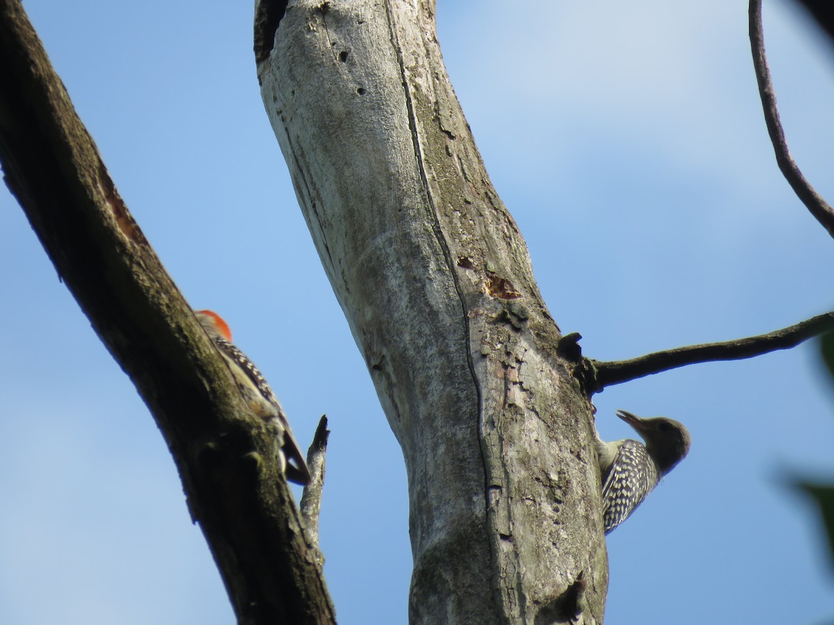 Red-bellied Woodpecker - Nancy T