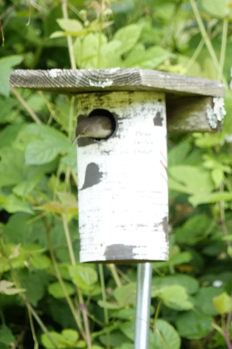 House Wren - David Rubenstein