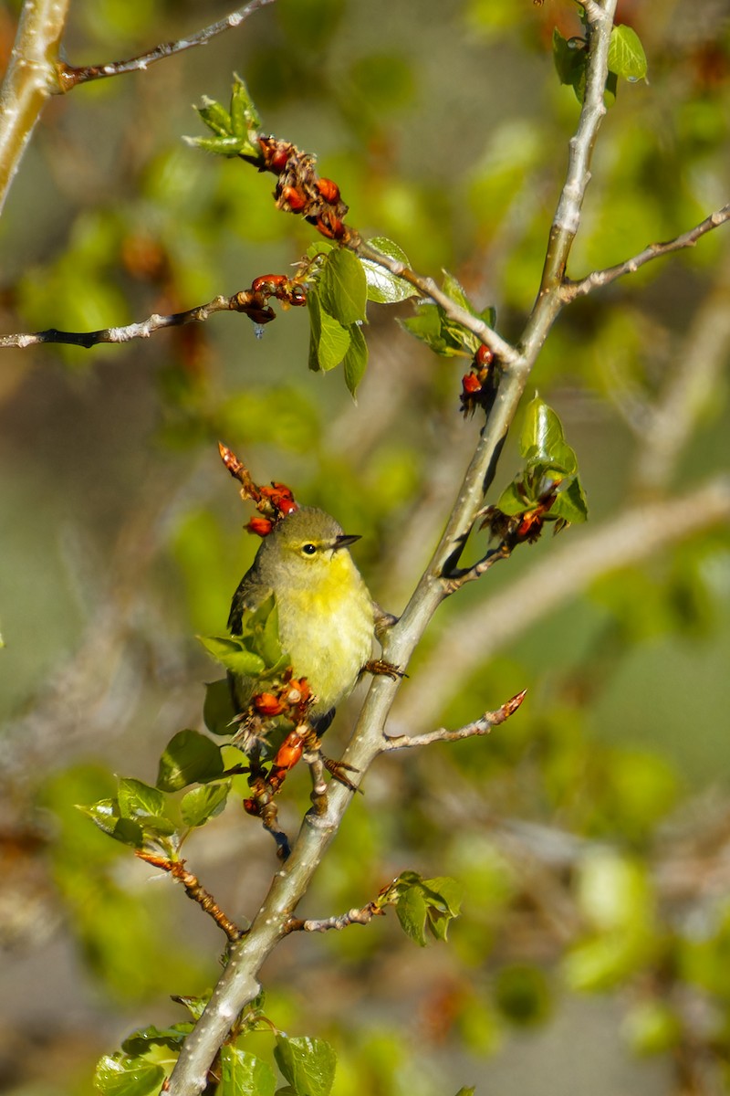 Orange-crowned Warbler - Ruogu Li