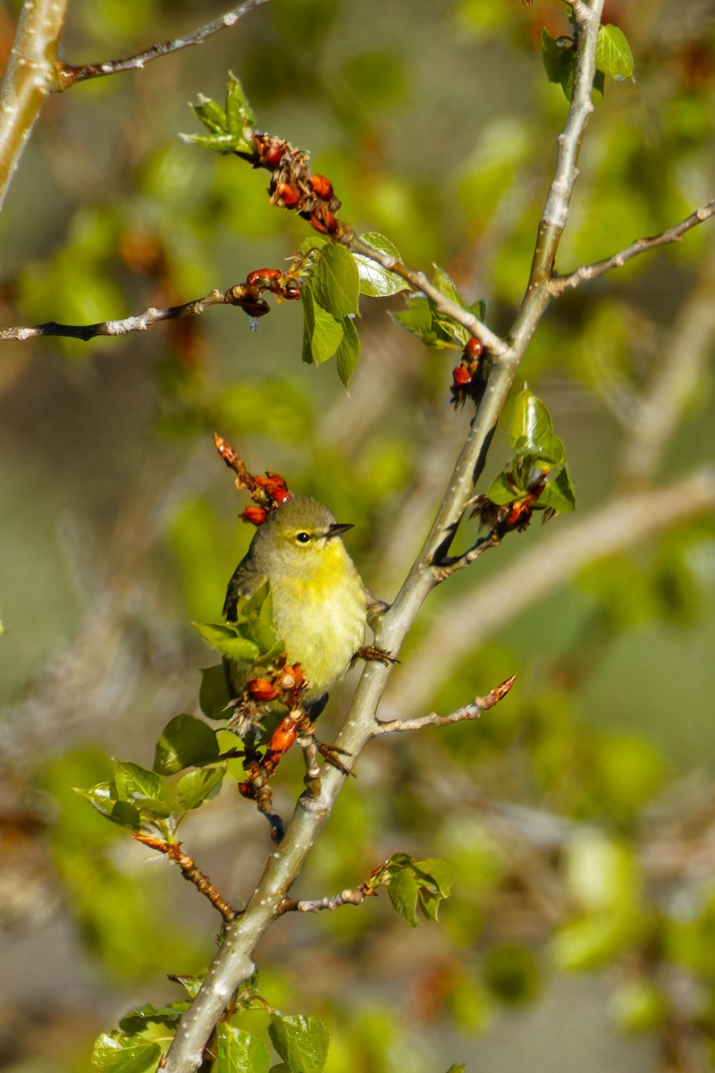 Orange-crowned Warbler - ML619578059