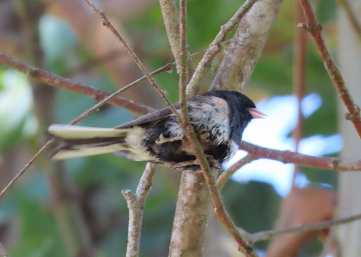 Dark-eyed Junco - Anonymous