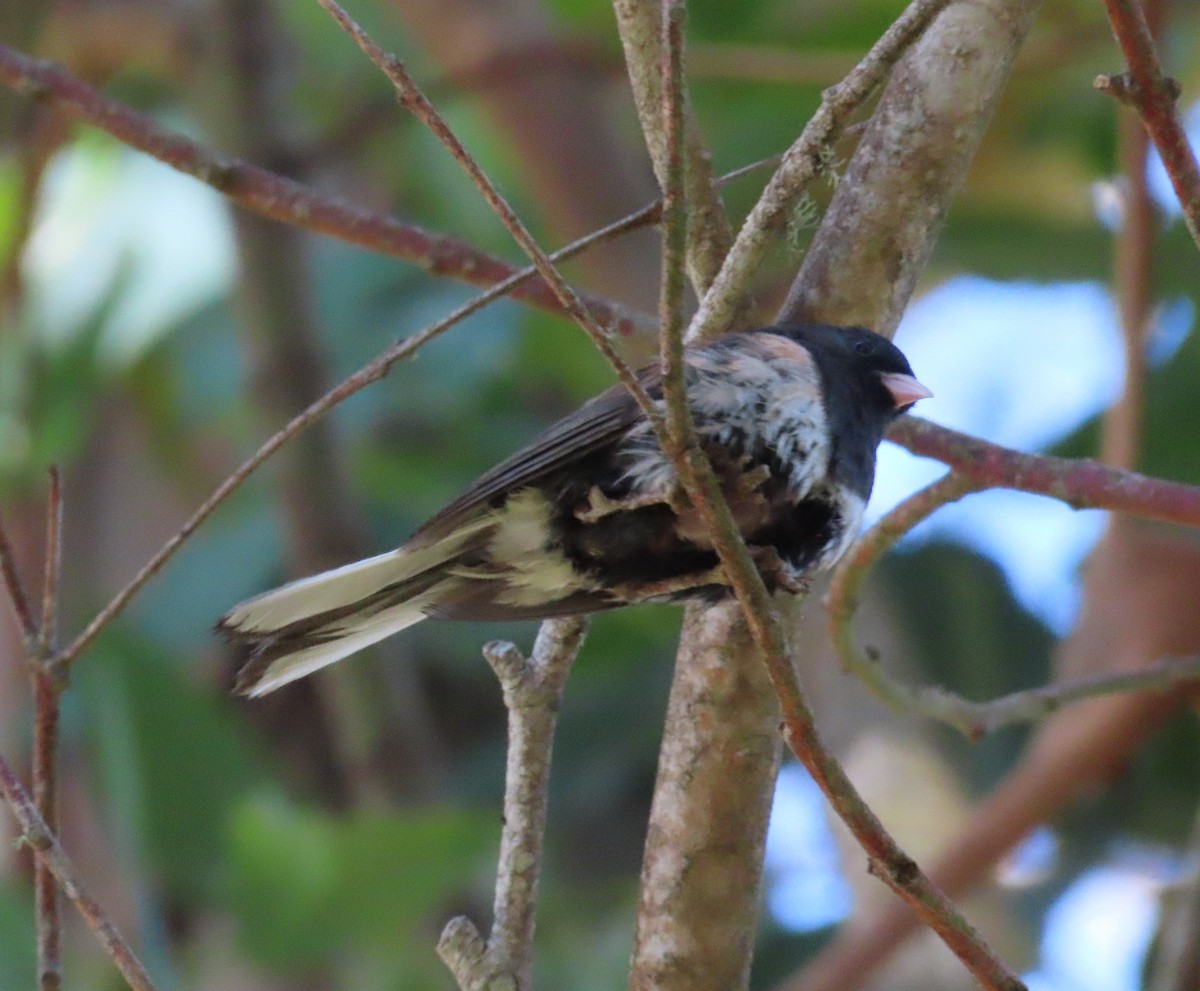 Dark-eyed Junco - Anonymous