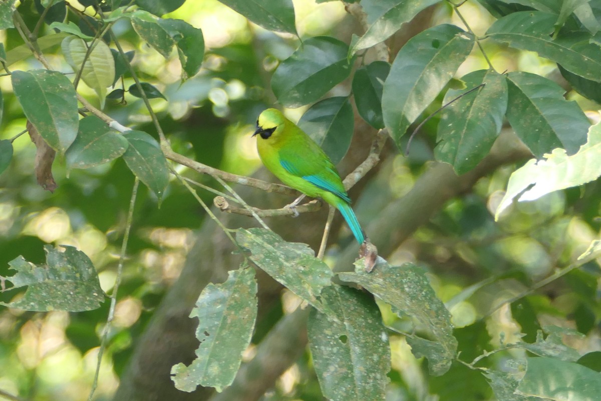 Blue-winged Leafbird - Nancy Houlihan