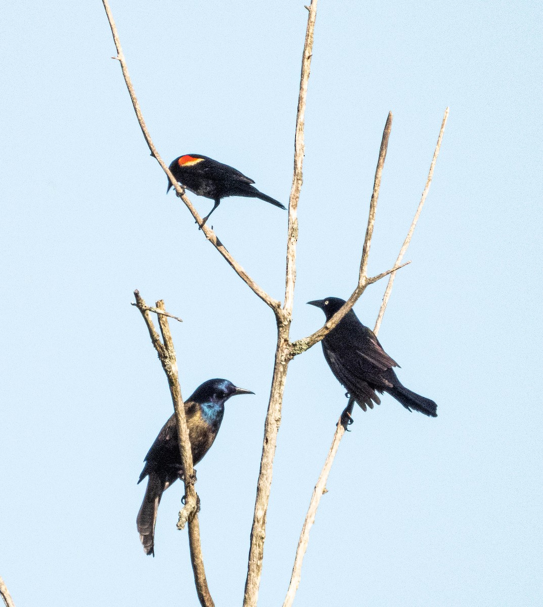 Common Grackle - Amanda Dulworth