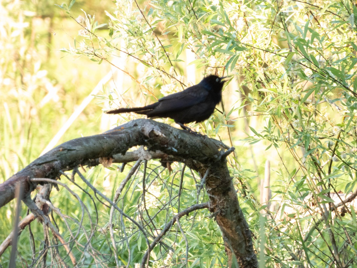 Common Grackle - Amanda Dulworth