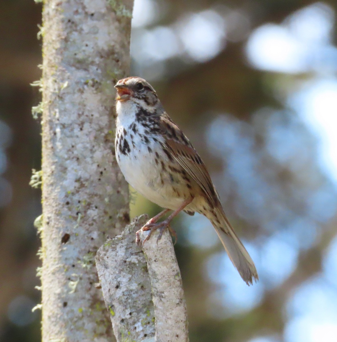 Song Sparrow - Anonymous