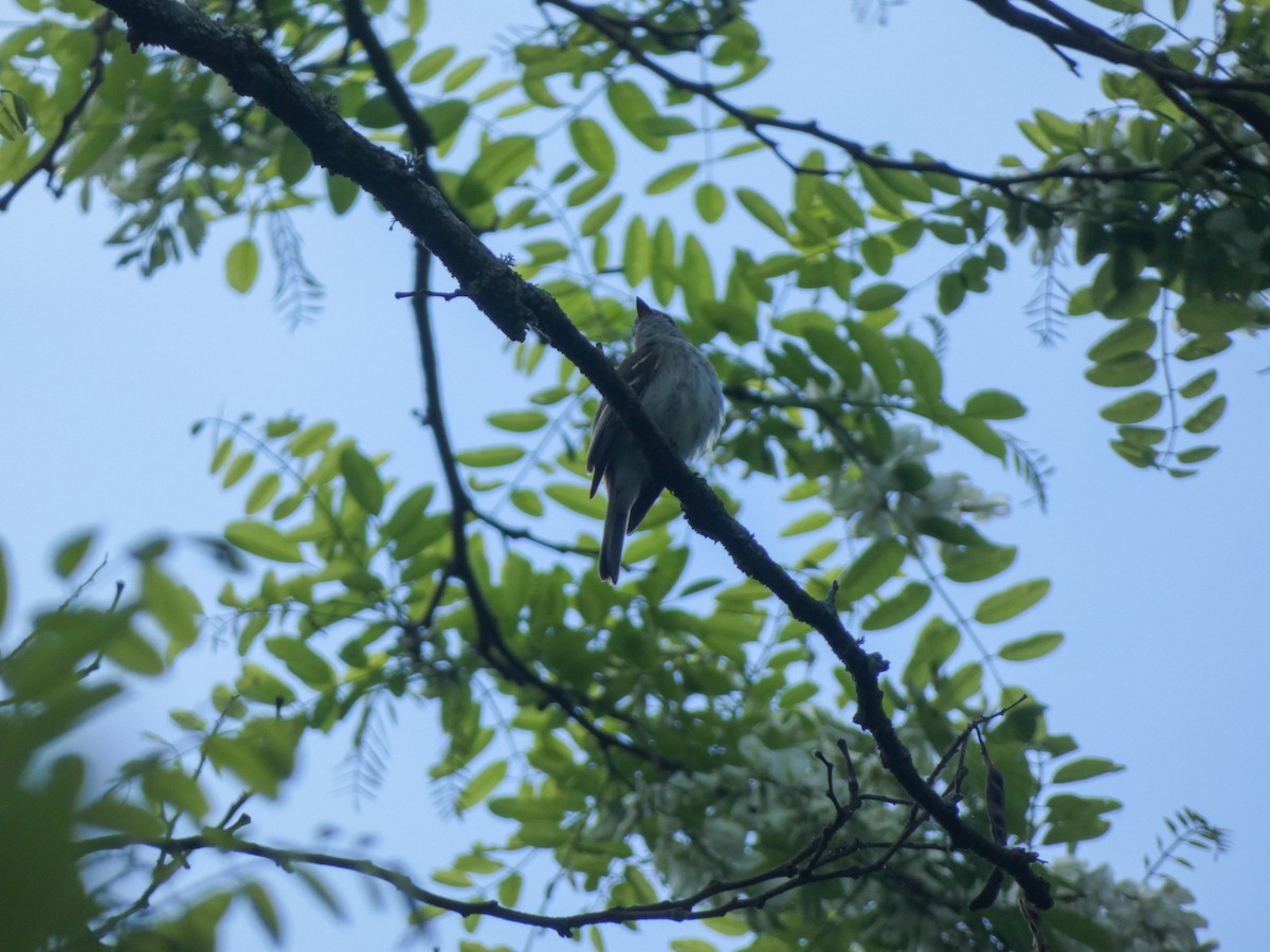 Least Flycatcher - ML619578078