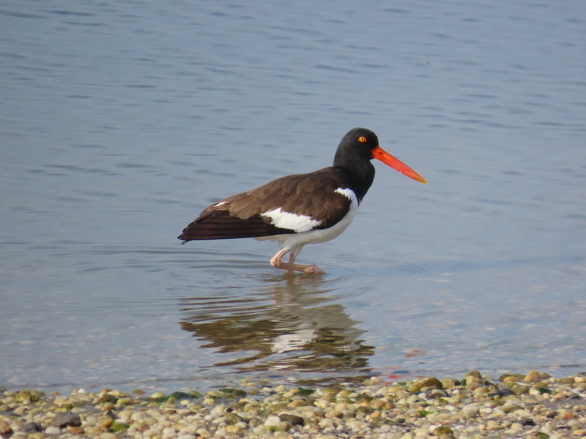 American Oystercatcher - ML619578079