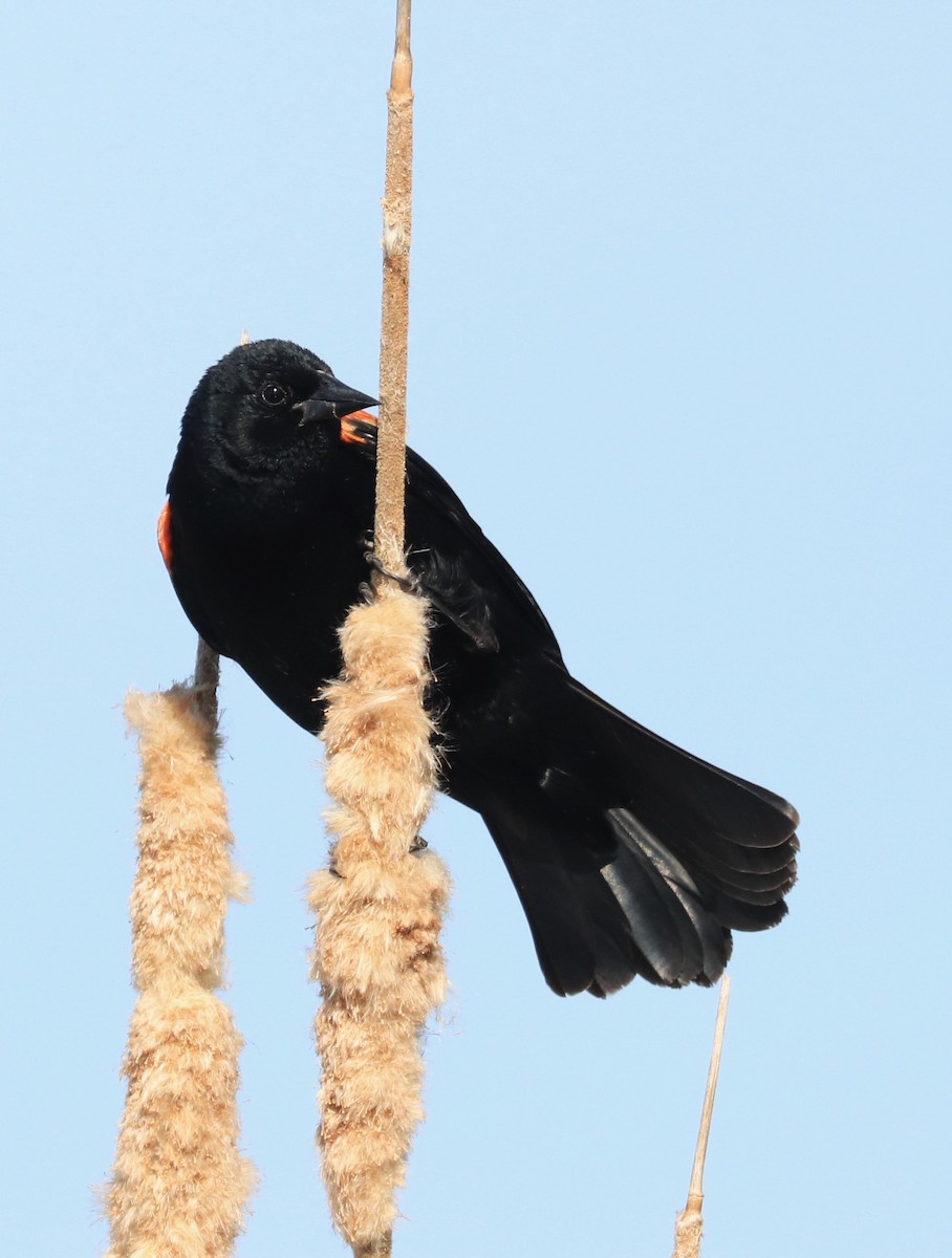 Red-winged Blackbird - Lynda Noel