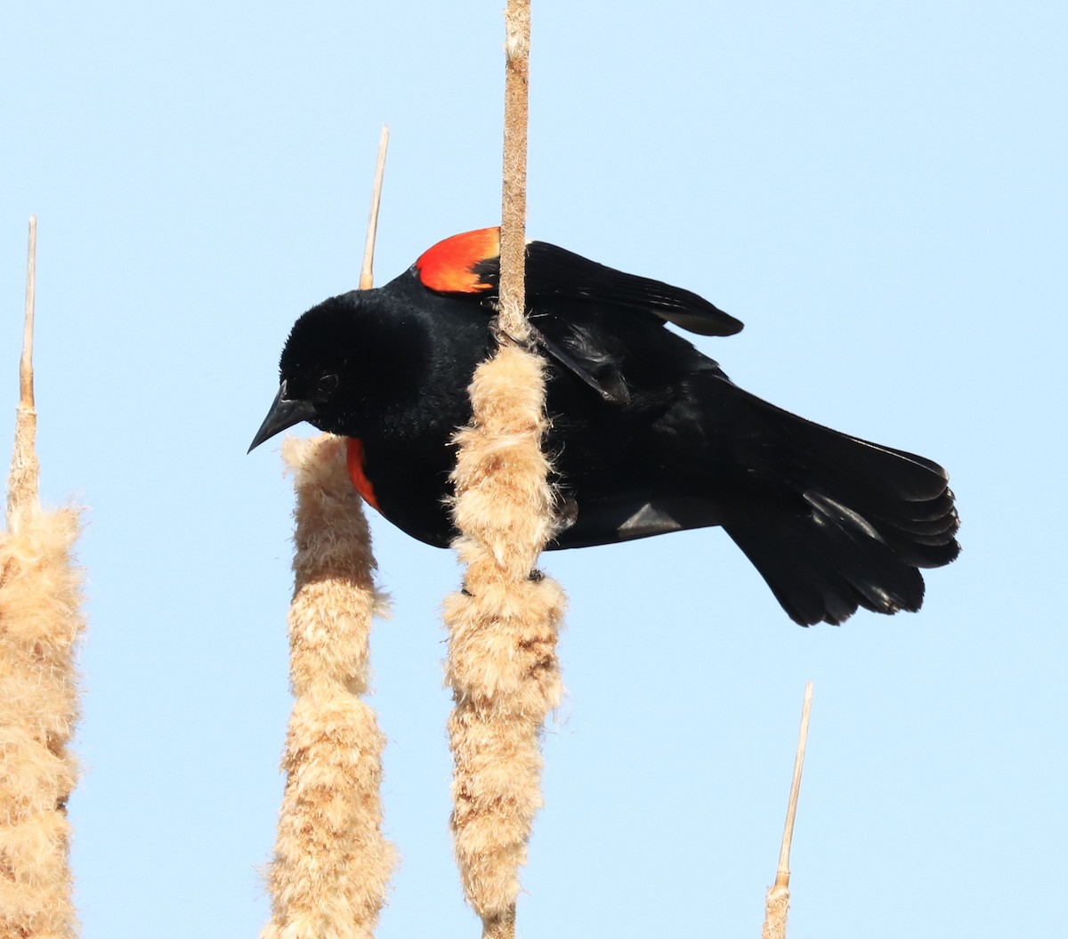 Red-winged Blackbird - ML619578081