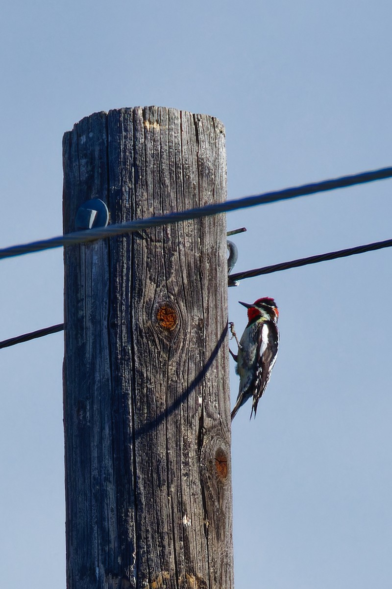 Red-naped Sapsucker - ML619578082