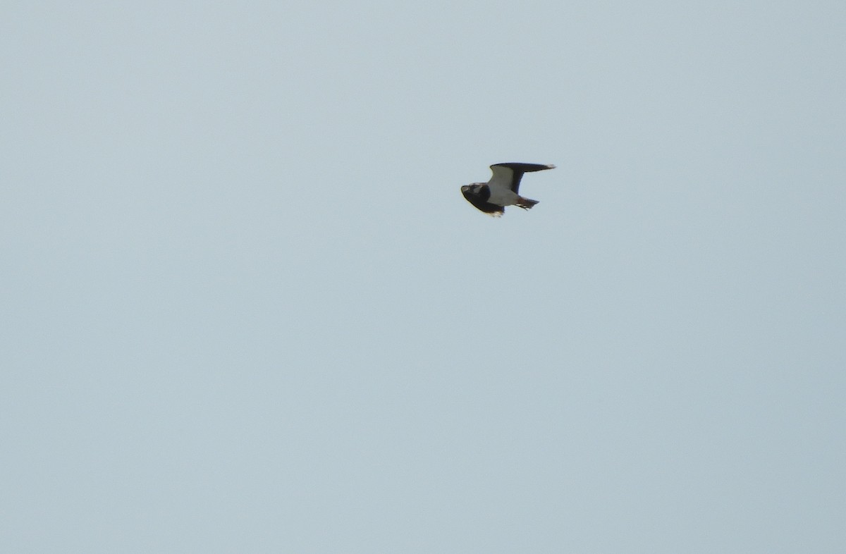 Northern Lapwing - Miroslav Mareš