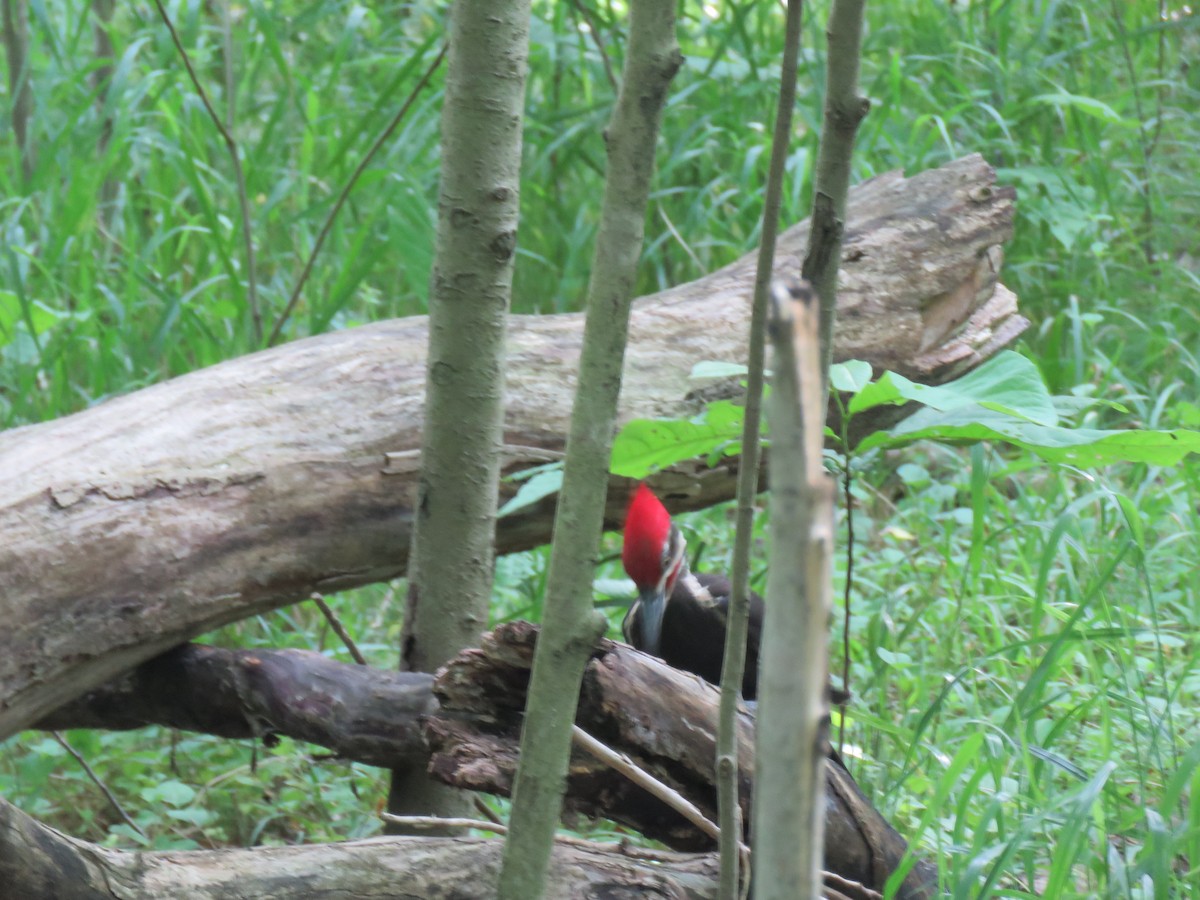 Pileated Woodpecker - Nancy T