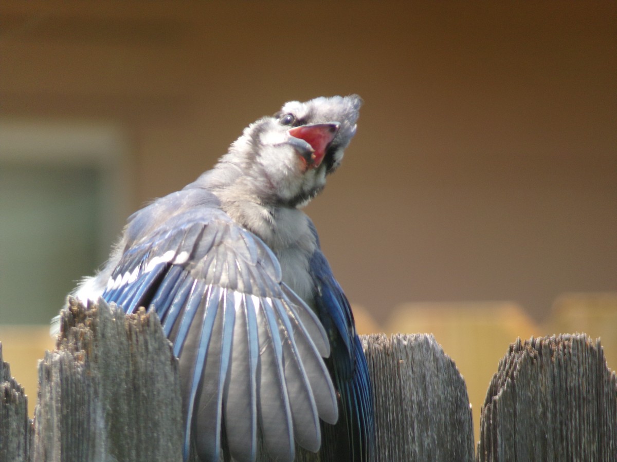 Blue Jay - Texas Bird Family