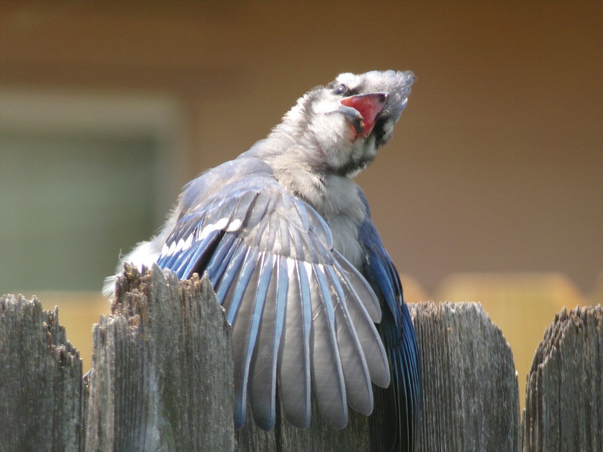 Blue Jay - Texas Bird Family