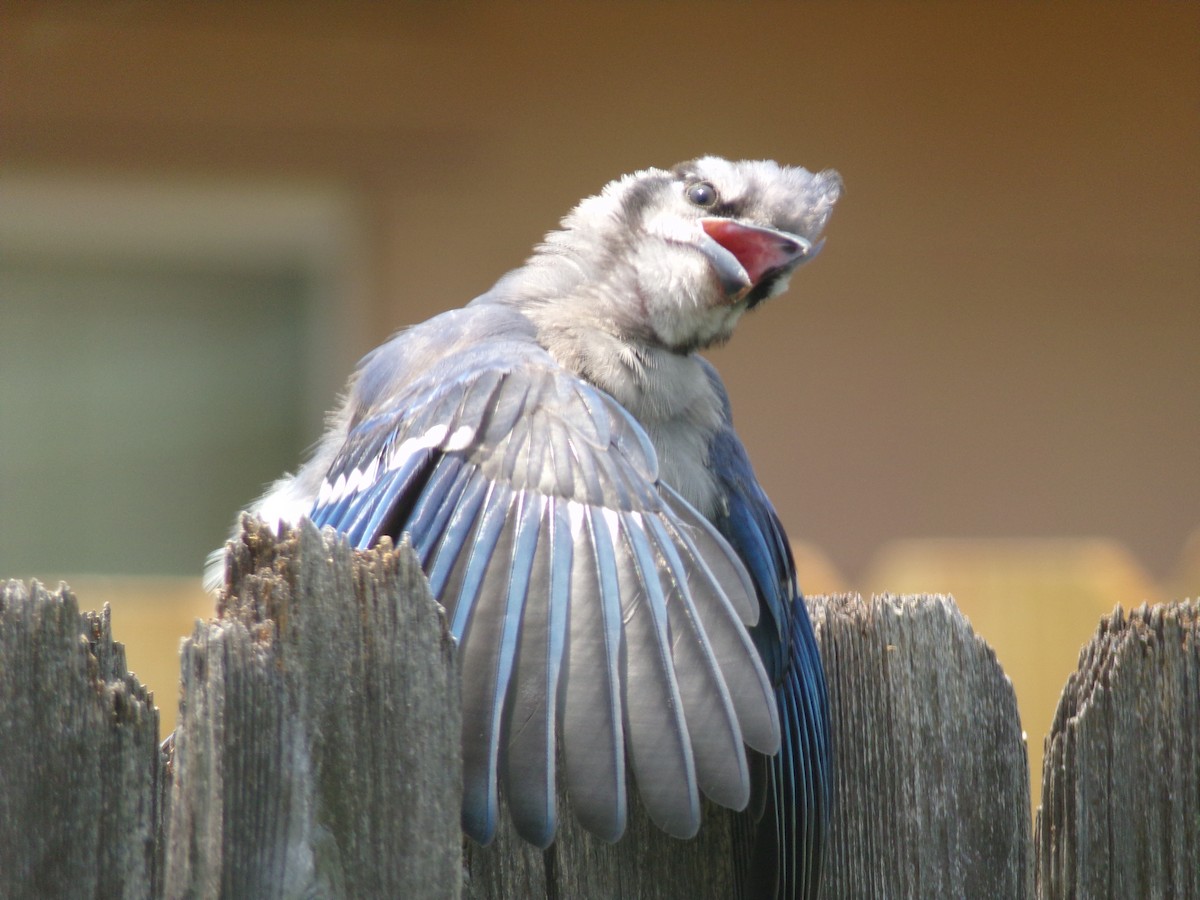 Blue Jay - Texas Bird Family