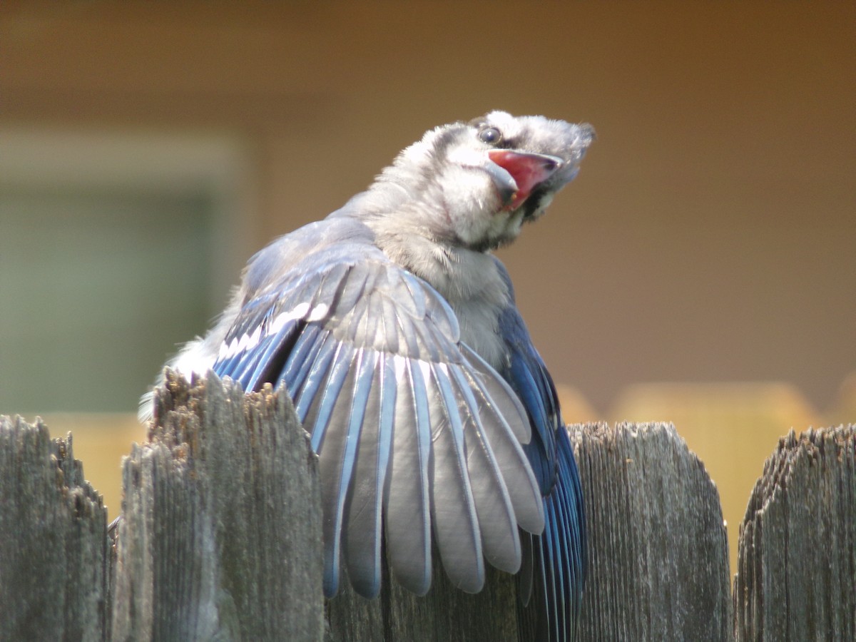 Blue Jay - Texas Bird Family