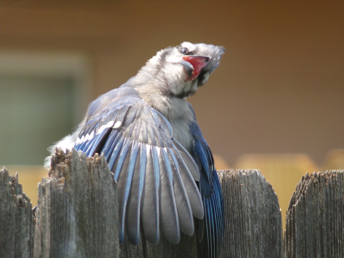 Blue Jay - Texas Bird Family