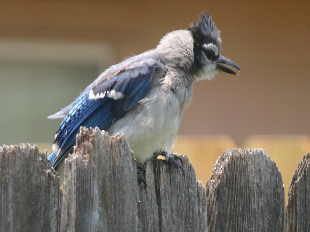 Blue Jay - Texas Bird Family