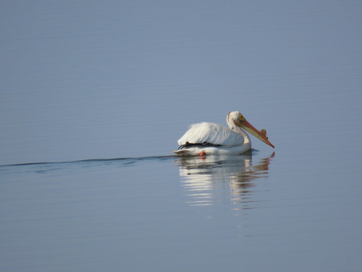 American White Pelican - ML619578101