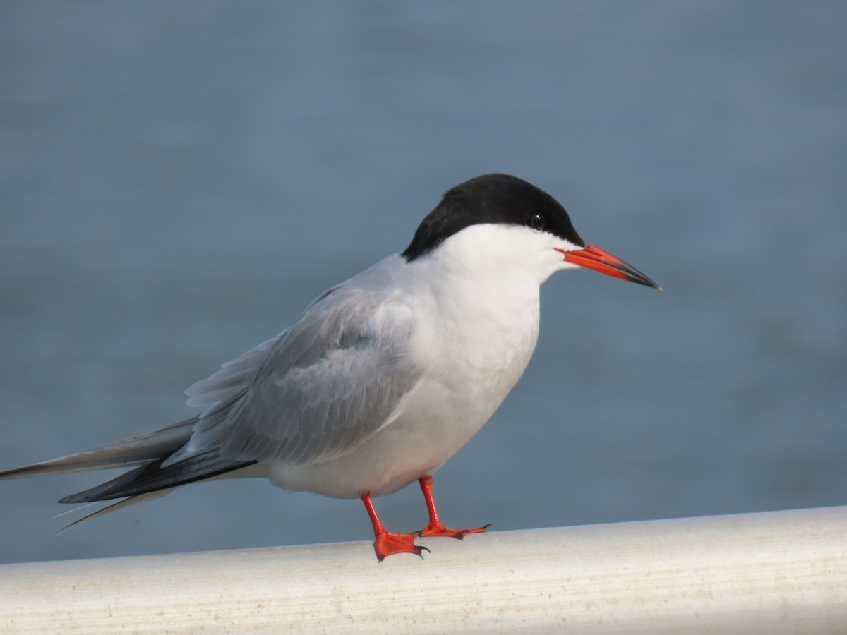 Common Tern - Larry Zirlin