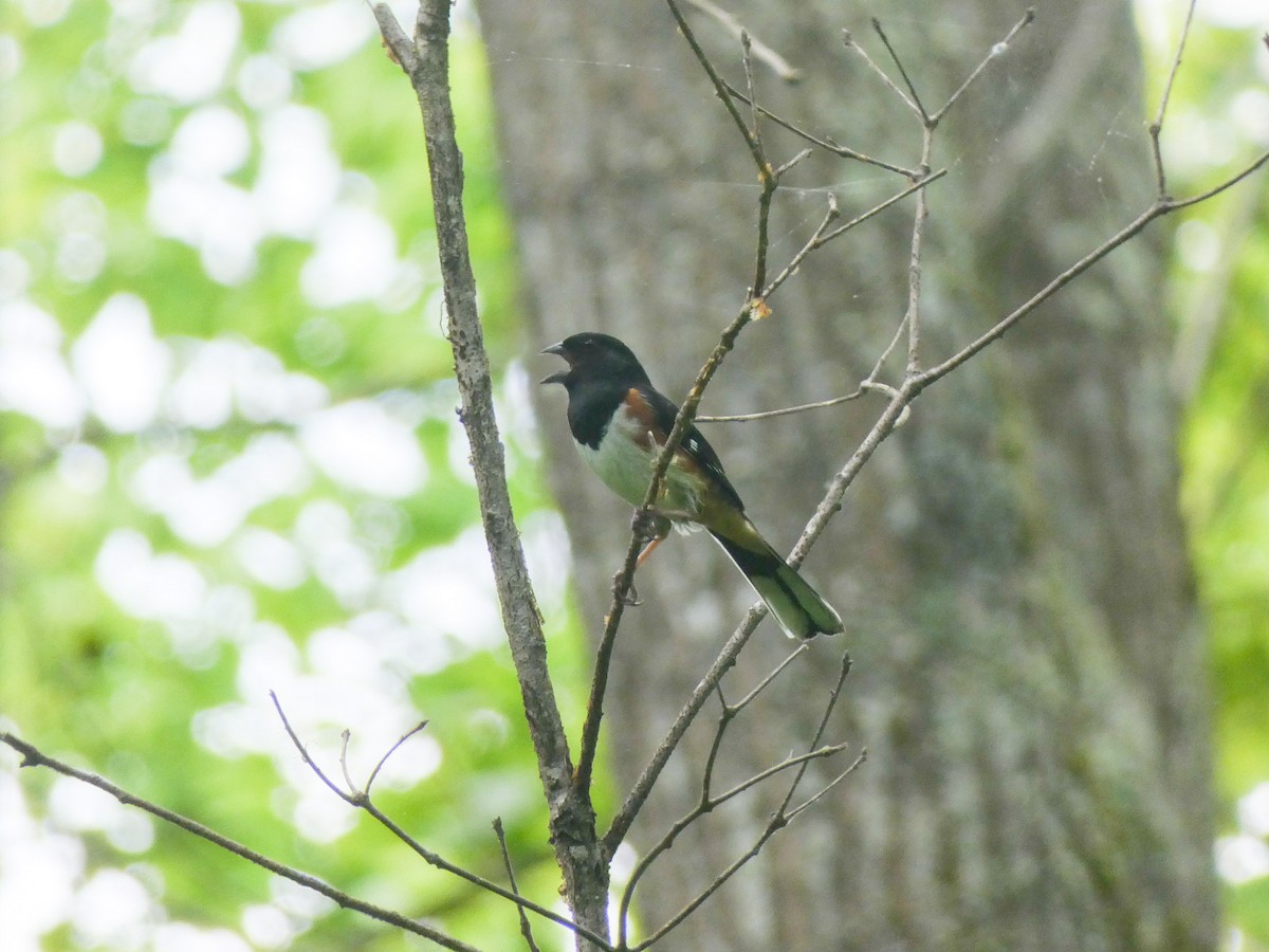 Eastern Towhee - Justin Cober-Lake