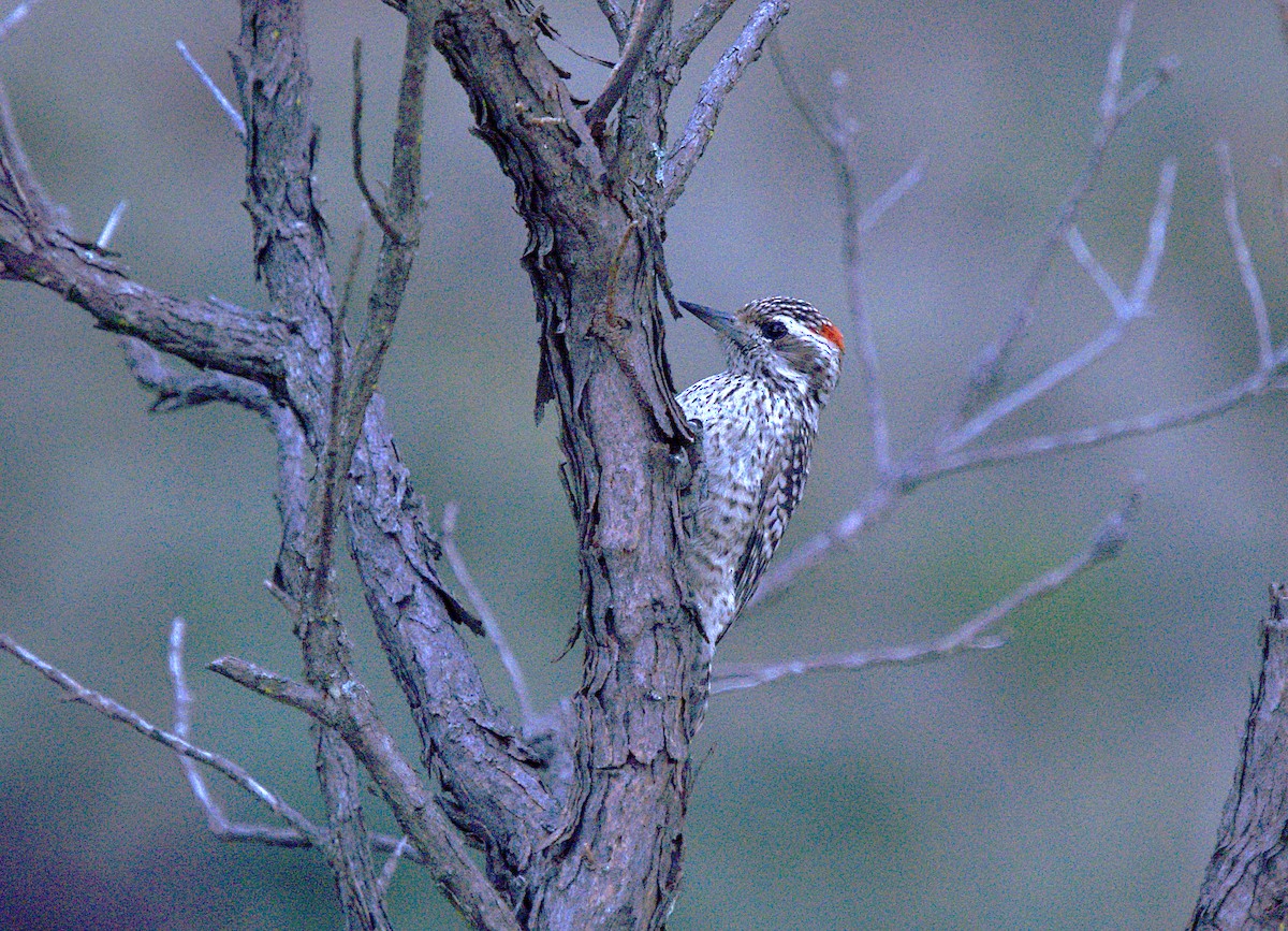 Checkered Woodpecker - ML619578120