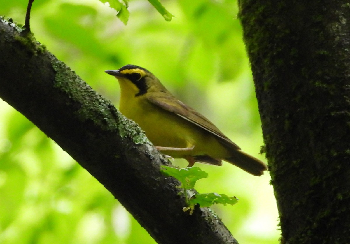 Kentucky Warbler - Ron Furnish