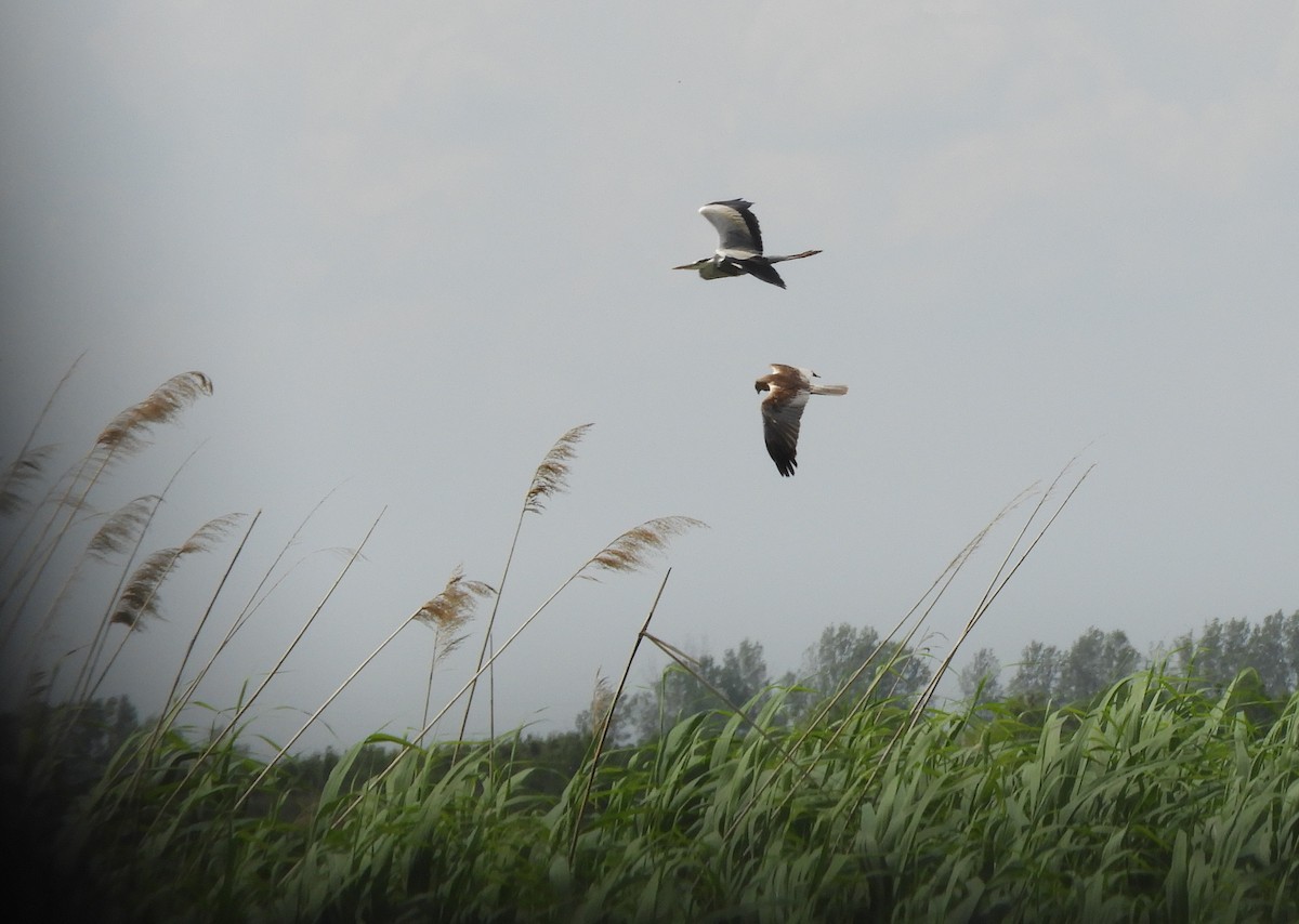 Western Marsh Harrier - Miroslav Mareš