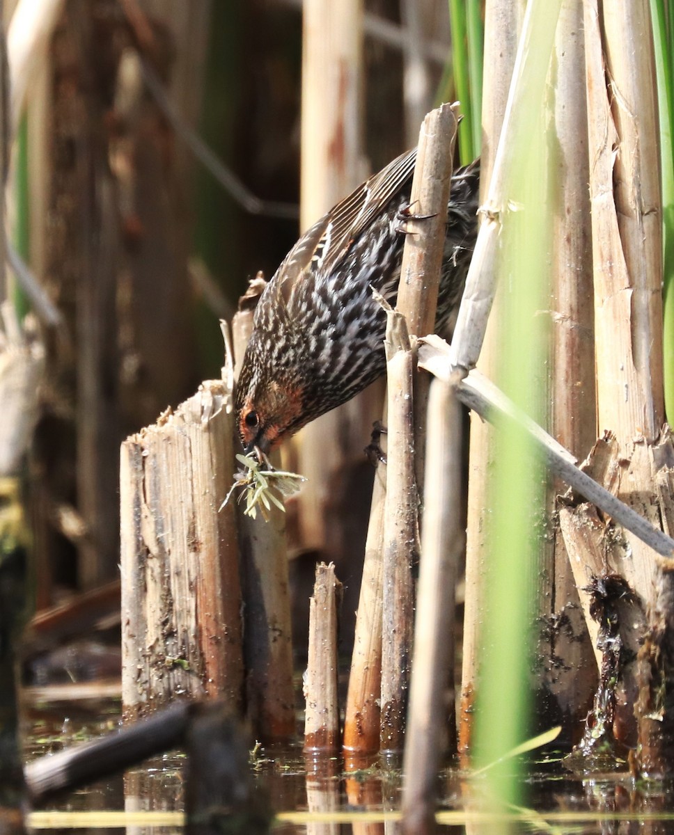 Red-winged Blackbird - Lynda Noel