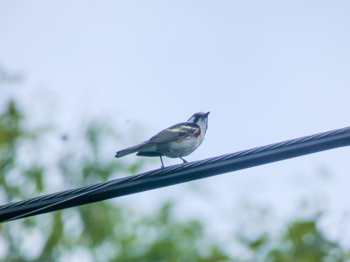 Chestnut-sided Warbler - ML619578137